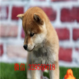 阿里出售纯种柴犬纯种赛级日系柴犬柴犬价格赛