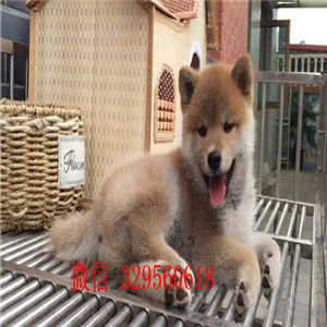 锡林郭勒哪里能买到赤色柴犬柴犬价格柴犬犬舍