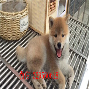 金昌哪里有卖纯种赛级日系柴犬包纯种健康纯种