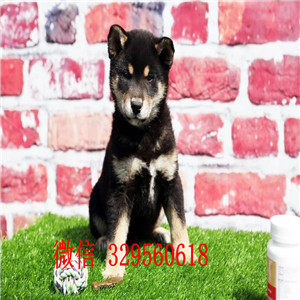 锡林郭勒哪里能买到柴犬多少钱纯种柴犬柴犬犬