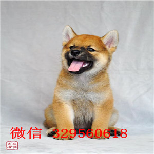 苏州哪里能买到黑色柴犬柴犬价格纯种的柴犬价