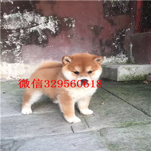   佳木斯哪里有卖日本柴犬 日系纯种柴犬多少