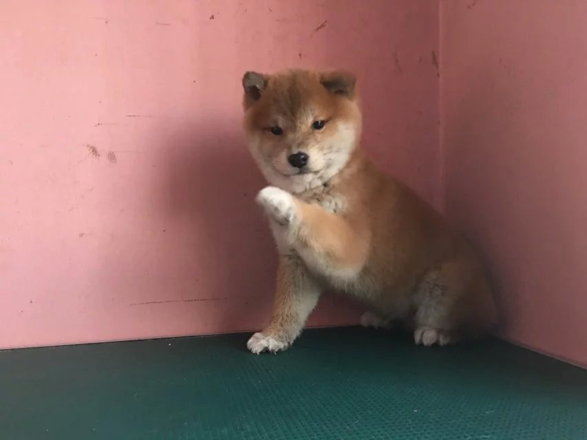 青岛赤色柴犬多少钱 青岛哪里卖纯种柴犬 黑色柴犬价格