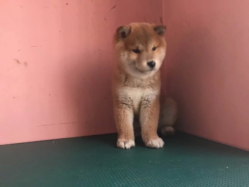 济南赤色柴犬多少钱 济南哪里卖纯种柴犬 黑色