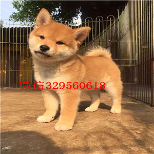 潍坊哪里有纯种柴犬幼犬出售 柴犬日系哪里的