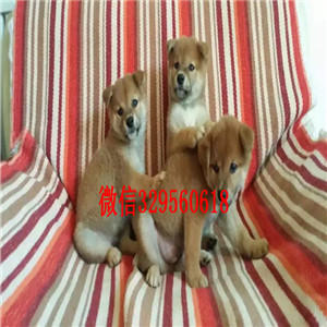 莱芜双血统品相好日系柴犬宠物狗柴犬