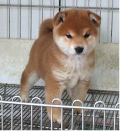 武汉哪里能到柴犬 武汉纯种柴犬犬价格 柴犬狗