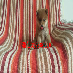 朔州哪里有卖日系柴犬柴犬多少钱