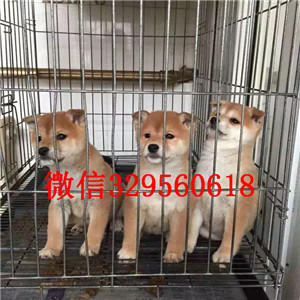 潍坊纯种柴犬幼犬多少钱一只出售极品赛级柴犬