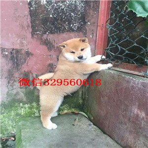 镇江纯种健康柴犬幼犬出售极品赛级柴犬幼犬日