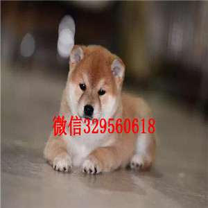 滨州纯种健康柴犬幼犬狗场直销纯种健康的柴犬