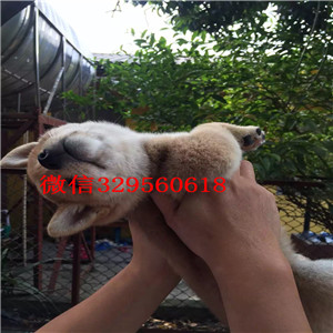 佳木斯纯种柴犬多少钱一只家养极品柴犬出售纯