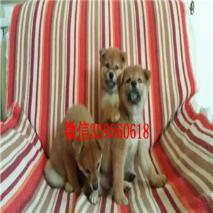 朔州纯种健康柴犬幼犬宠物狗柴犬价格哪里能买