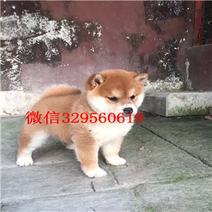 佳木斯哪里有卖带出生纸柴犬柴犬价格