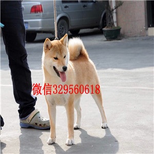 朔州纯种健康带血统柴犬宠物狗柴犬
