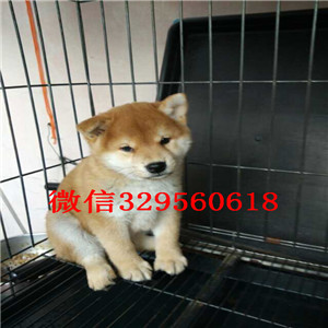 鸡西哪里有卖纯种柴犬柴犬图片高品质纯种柴犬