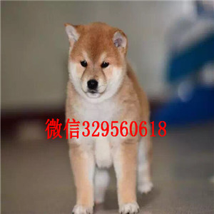濮阳纯种柴犬多少钱一只柴犬出售双血统柴犬高品日本柴犬待售