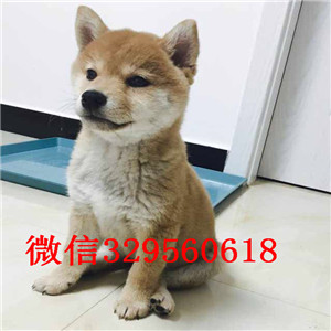 铁岭哪里能买到纯种柴犬柴犬出售极品柴犬高品