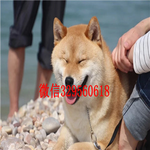 深圳哪里能买到纯种柴犬柴犬犬舍双血统柴犬出