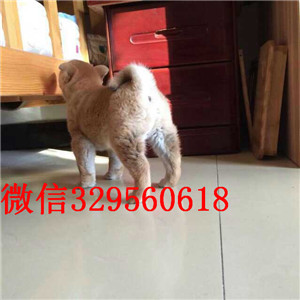 滨州哪里能买到纯种柴犬柴犬价格极品柴犬赛级