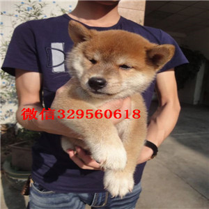 盘锦纯种柴犬多少钱一只柴犬出售极品柴犬高品
