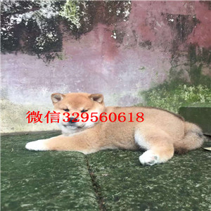 锡林郭勒哪里能买到纯种柴犬柴犬图片极品柴犬