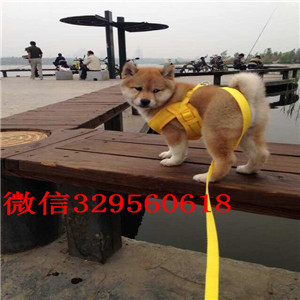 聊城纯种柴犬多少钱一只柴犬价格极品柴犬出售自家繁殖柴犬