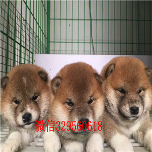 濮阳纯种柴犬多少钱一只柴犬出售双血统柴犬高品日本柴犬待售