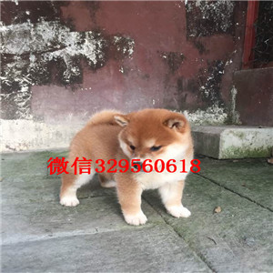 包头哪里有卖纯种柴犬柴犬图片双血统柴犬赛级