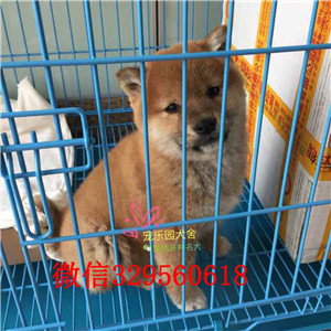 濮阳纯种柴犬多少钱一只柴犬出售双血统柴犬高品日本柴犬待售