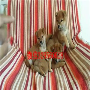 怀化哪里能买到纯种柴犬柴犬价格双血统柴犬出