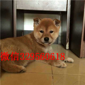 滨州哪里能买到纯种柴犬柴犬价格极品柴犬赛级柴犬宝宝