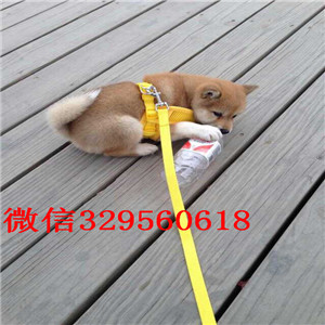 平凉纯种柴犬多少钱一只柴犬图片双血统柴犬赛