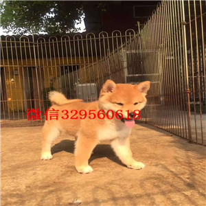 汕尾纯种柴犬多少钱一只柴犬价格赛级柴犬高品日本柴犬待售