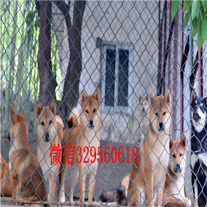 莱芜纯种柴犬多少钱一只柴犬犬舍双血统柴犬赛