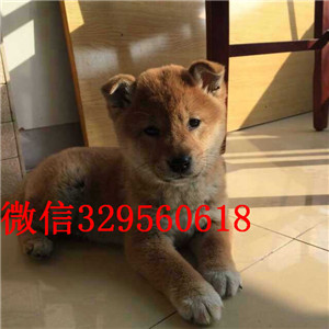 聊城纯种柴犬多少钱一只柴犬价格极品柴犬出售自家繁殖柴犬