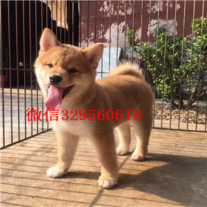 汕尾纯种柴犬多少钱一只柴犬价格赛级柴犬高品日本柴犬待售