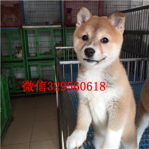 沈阳哪里可以买到柴犬 常年出售纯种柴犬签协