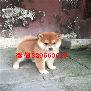 沈阳哪里有卖纯种健康的柴犬 日系柴犬多少钱 