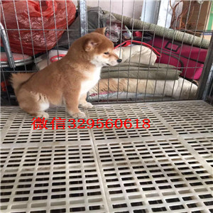 苏州哪里卖黑色柴犬 黄色柴犬 日系柴犬多少钱