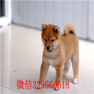 青岛哪里有宠物店_纯种柴犬多少钱一只_柴犬 