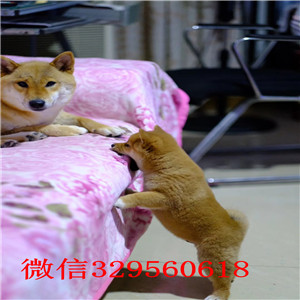 沈阳本地哪里有卖柴犬的纯种日本引进柴犬日系