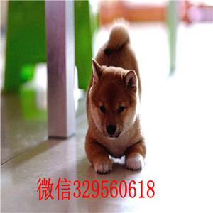 深圳本地哪里有卖柴犬的柴犬哪里出售柴犬能长