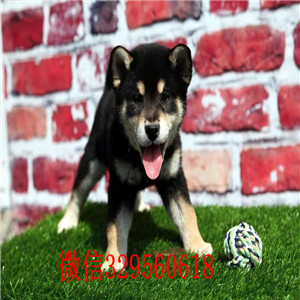 珠海本地哪里有卖柴犬的柴犬掉毛吗日系赤色小