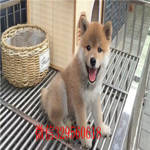 青岛本地哪里有卖柴犬的柴犬掉毛吗纯种日本柴犬出售超萌日系柴犬