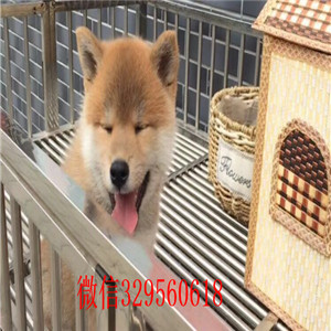 青岛本地哪里有卖柴犬的柴犬掉毛吗纯种日本柴犬出售超萌日系柴犬