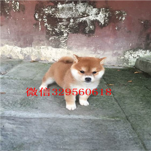 深圳哪里有卖柴犬_纯种日本柴犬多少钱一只 