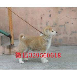 乐山日系秋田幼犬多少钱哪里出售日系秋田犬幼