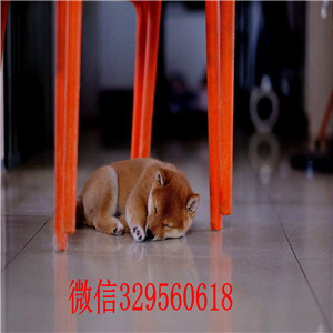 苏州本地哪里有卖柴犬的柴犬哪里出售日系赤色