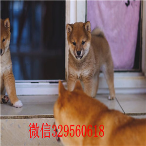 鸡西哪里有卖柴犬黑柴纯种日本引进柴犬柴犬能